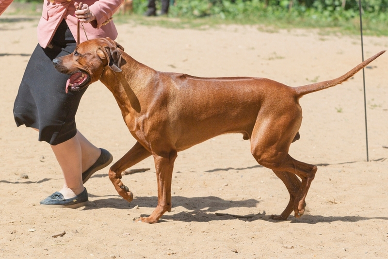 Хендлер с собакой