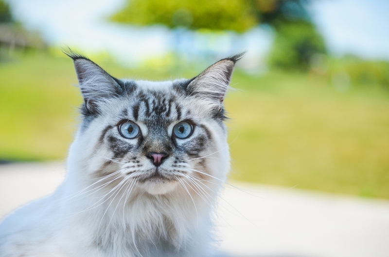 Вязка мейн-куна может быть неудачной