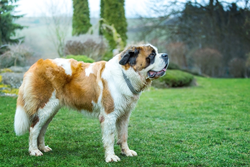 Сенбернар – верная собака