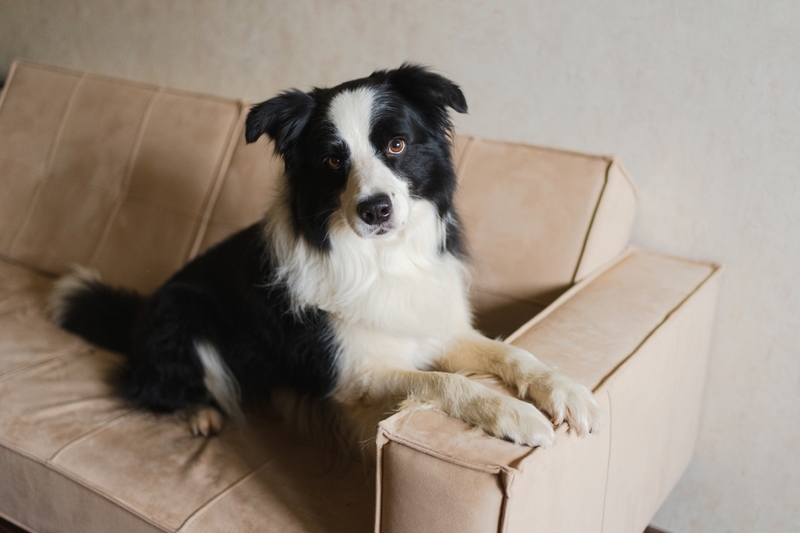 У бордер-колли есть характерные болезни