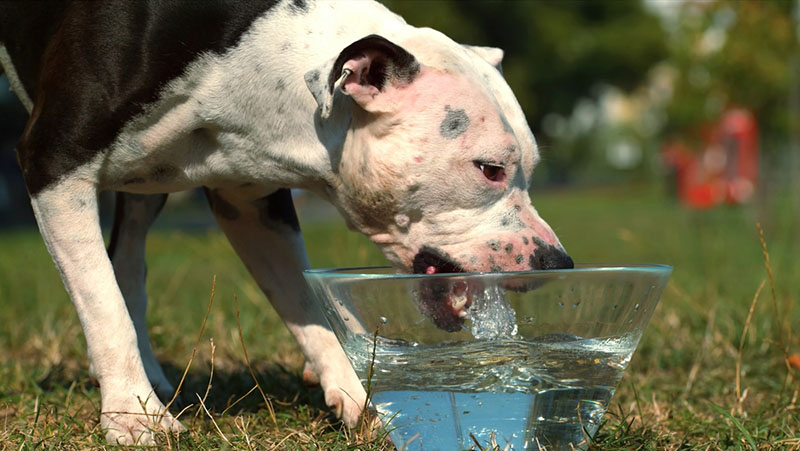 высокий креатинин у собаки бывает из-за обезвоживания