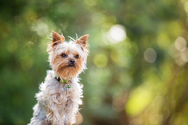 Как выяснить, есть ли у вас аллергия на йоркширского терьера?