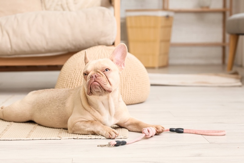 Важно знать, сколько весит французский бульдог в норме