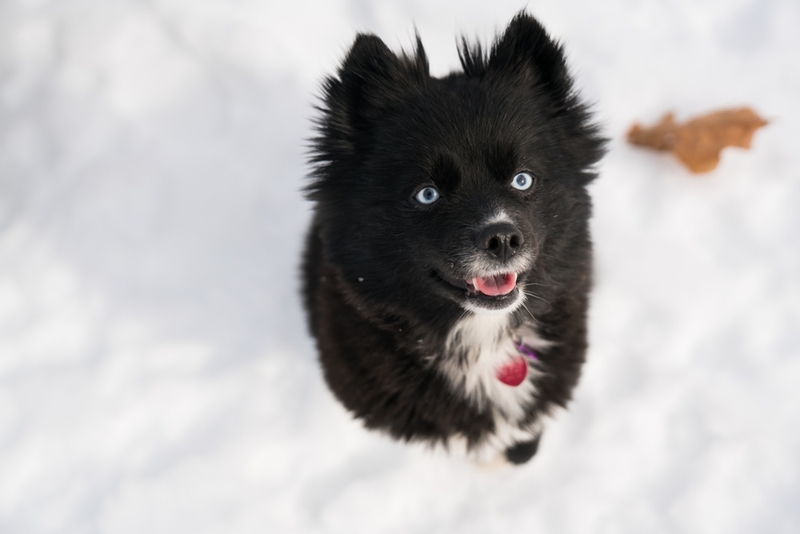 На срок жизни помски влияет уход