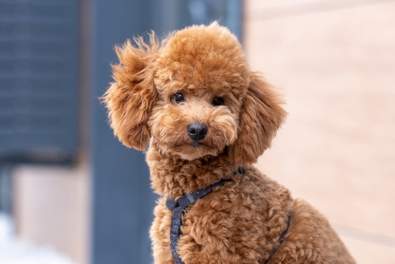 У той-пуделя во время течки могут возникать осложнения