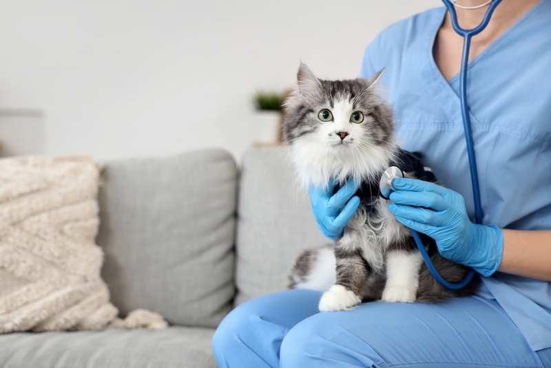 Болезнь печени у кошки проявляется желтыми слизистыми