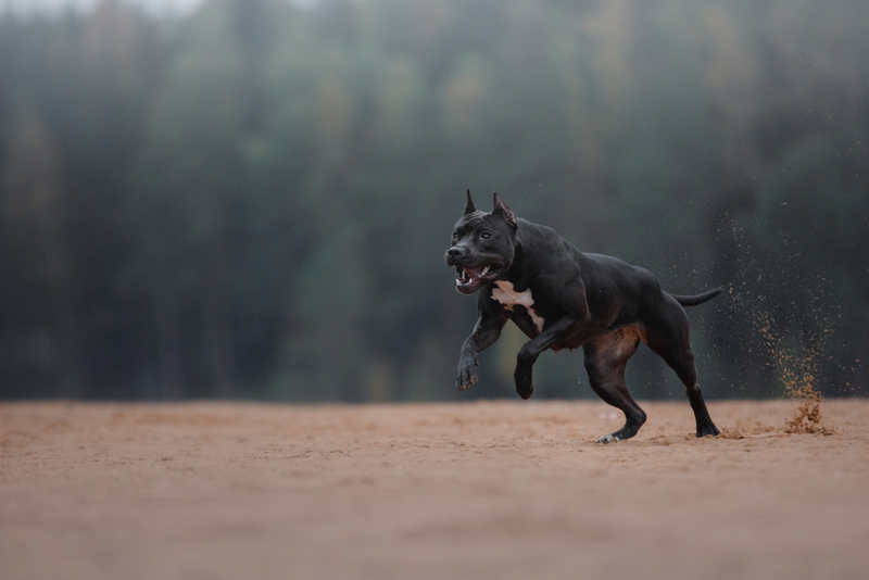Черный питбуль