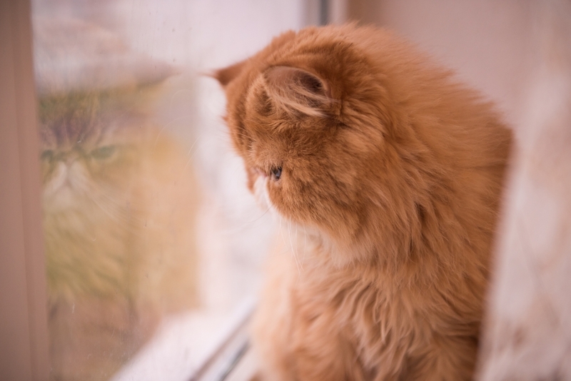 Персидские кошки имеют предрасположенность к холангиту