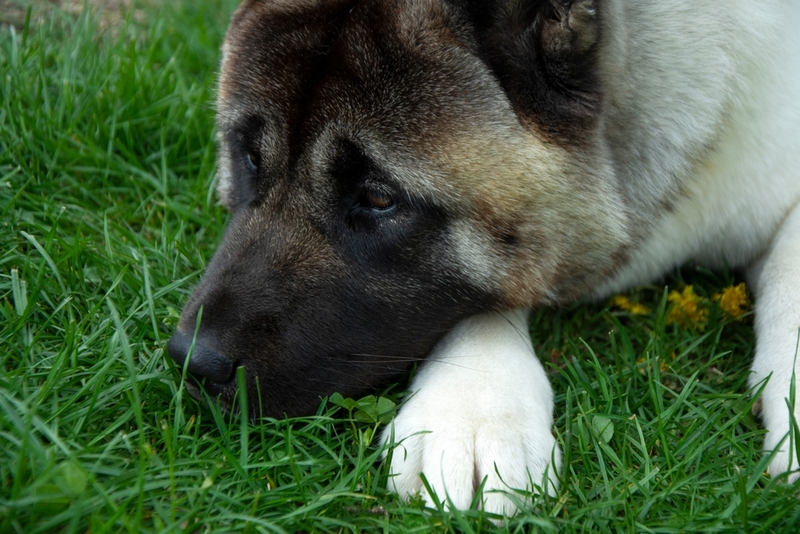 То, сколько весит американская акита, зависит от питания и активности