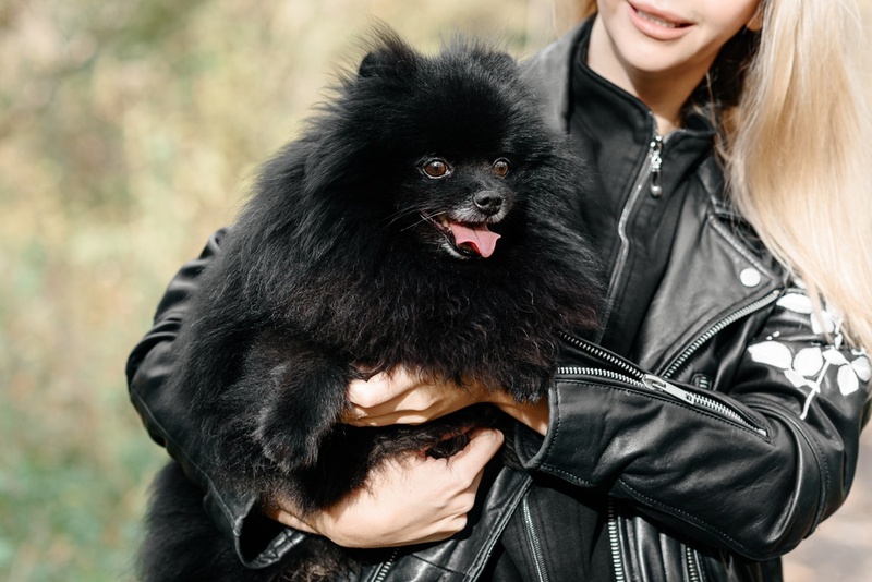 Для шпицев характерны болезни полости рта