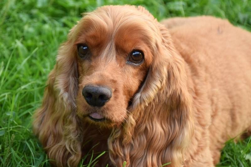 Английский кокер-спаниель – добродушная порода собак