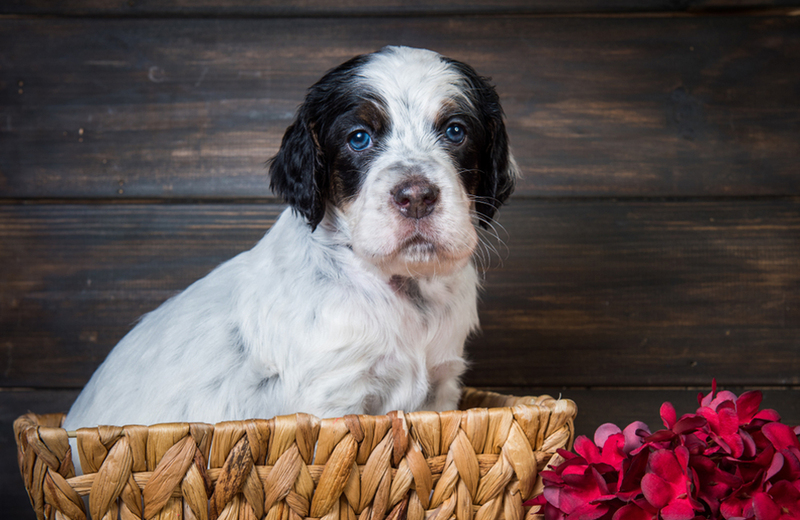 Голубые глаза у собаки породы сеттер