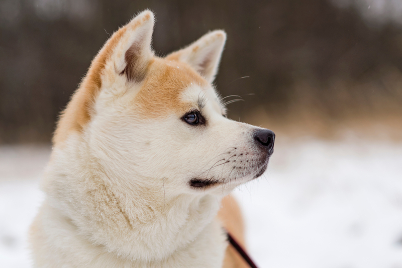 Сколько живет акита-ину в норме?