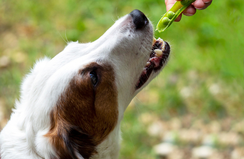 Можно ли собакам предлагать горох?