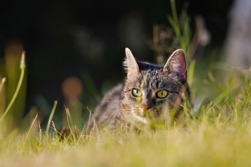 Владелец может влиять на то, сколько проживет европейская кошка