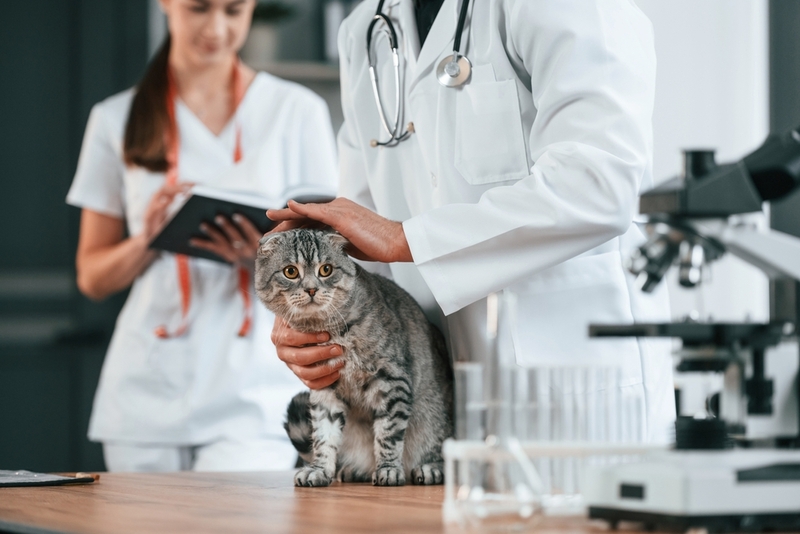 При сухом носе у кошки ей могут быть назначены анализы