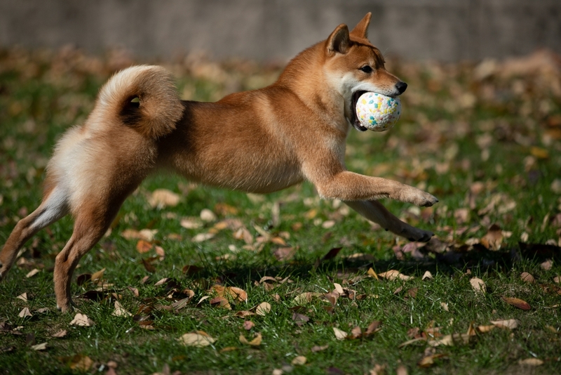 Течка у сиба-ину может проходить в скрытой форме