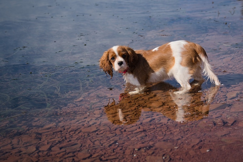 Болезни влияют на то, сколько весит кавалер-кинг-чарльз-спаниель