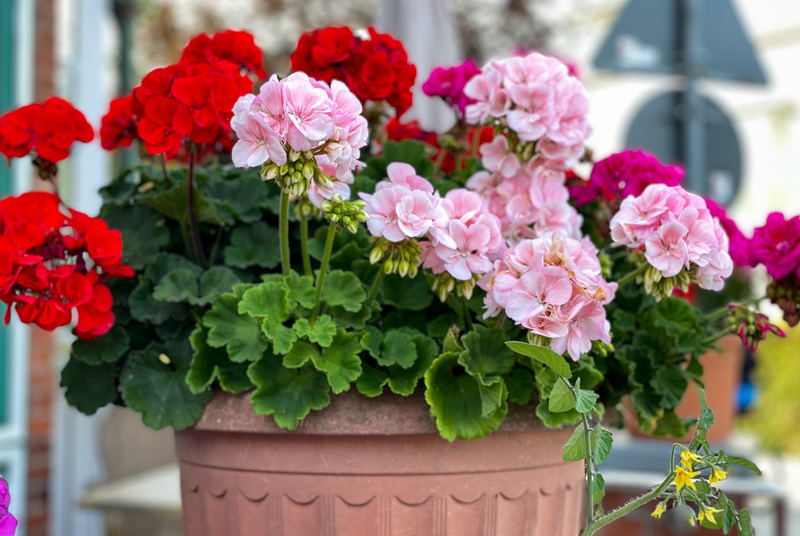 Домашнее растение, опасное для кошек