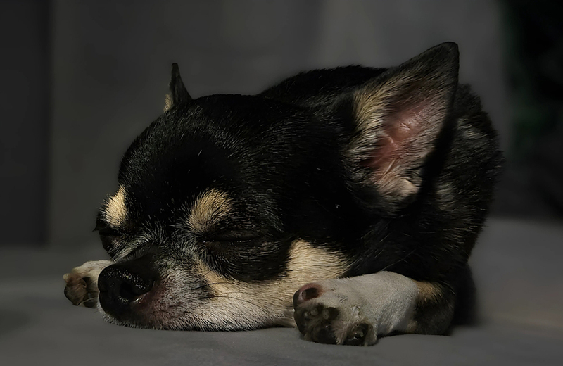 Какой уход нужен черным чихуахуа?