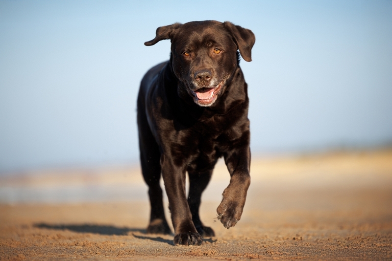 Беременность и роды – важные этапы жизни лабрадора и его владельца