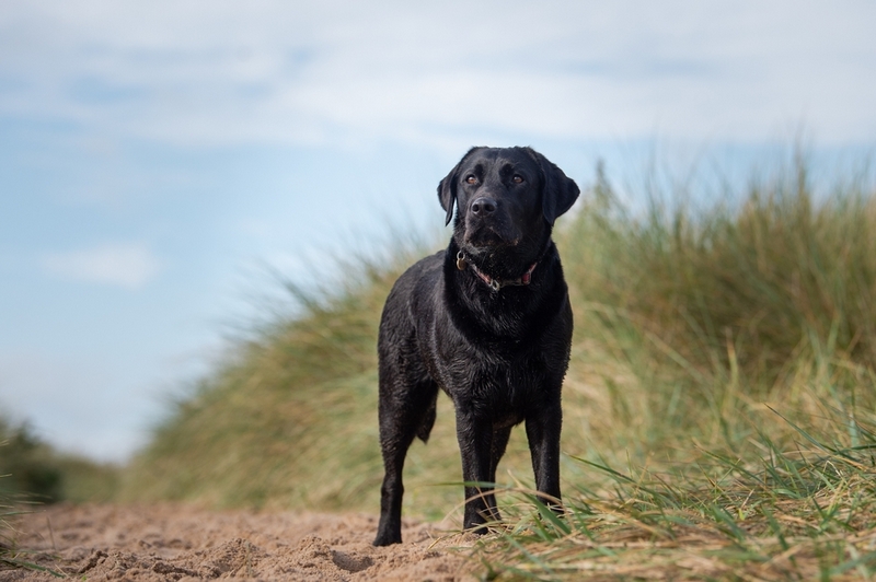 Владелец лабрадора может сталкиваться со сложностями во время течки