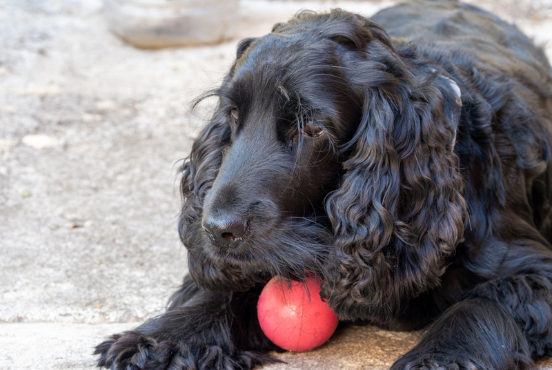 Черный окрас у спаниелей связан с генами