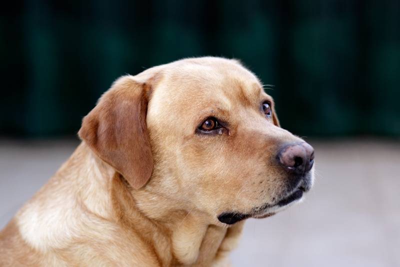 Лабрадор – самая добрая собака в мире
