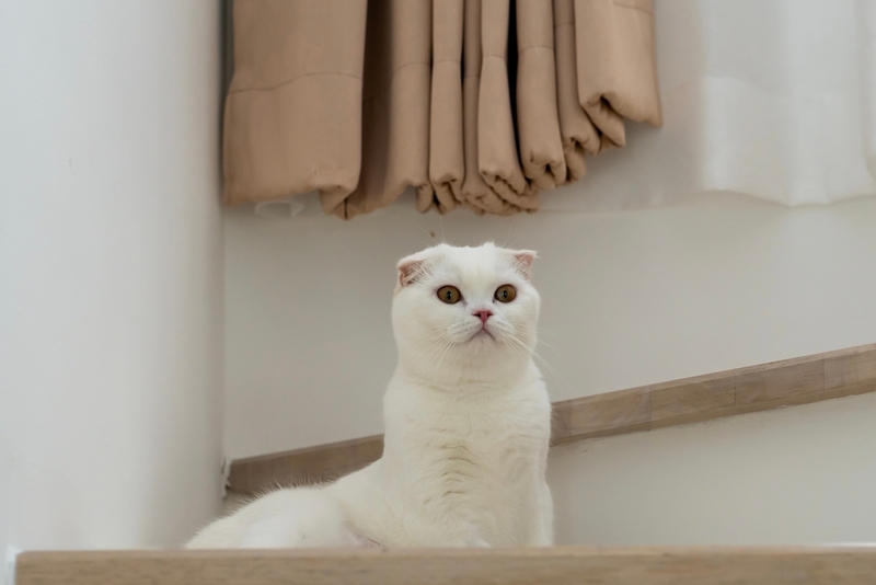 Какое имя для шотландского кота выбрать?