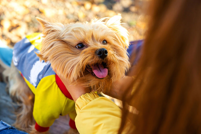 у маленькой собаки трясется нижняя челюсть