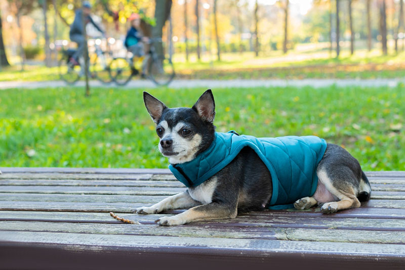 собака в зимней одежде