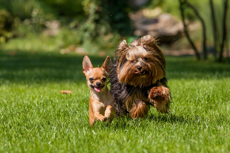 Заразиться сальмонеллезом собака может от сородича