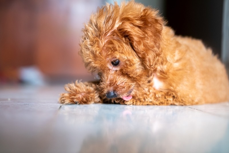 Атопический дерматит у собак: лечение, симптомы, фото