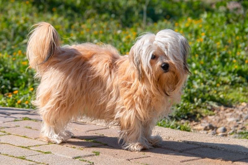 Русская цветная болонка – неагрессивная порода собак