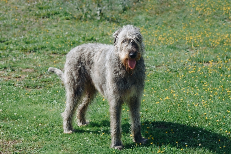 Продолжительность жизни у ирландского волкодава небольшая