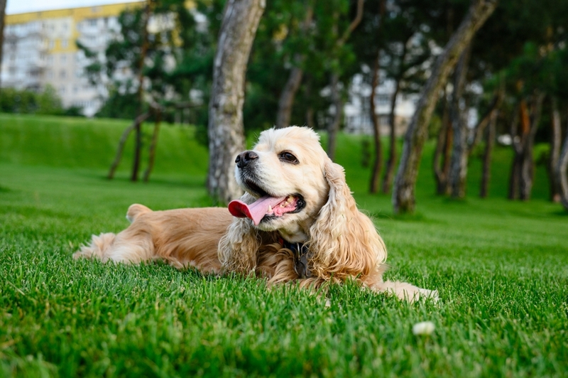 Вес и рост американского кокер-спаниеля растут до определенного возраста