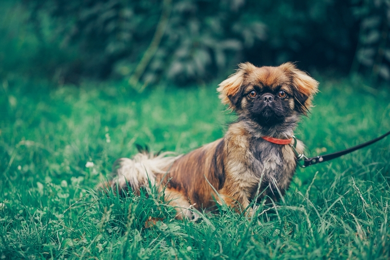 У пекинесов бывают болезни сердца
