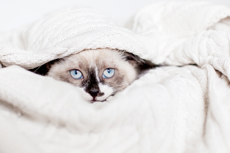 Кошка может прятаться под одеялом из-за стресса