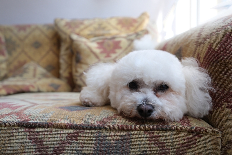 Болезни влияют на то, сколько проживет бишон фризе