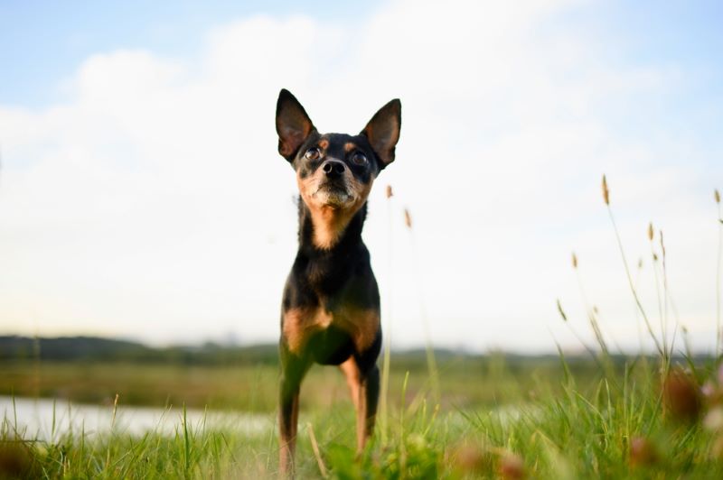 Владельцу важно знать, сколько длится течка у той-терьера
