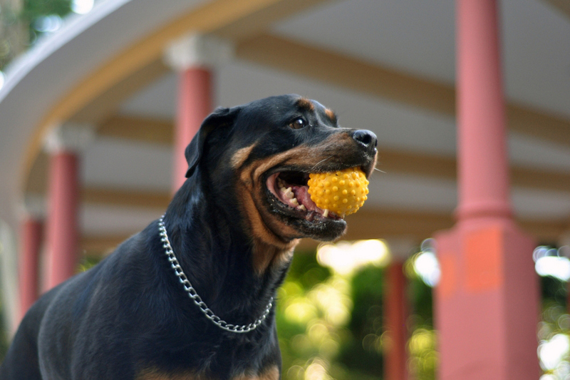 Заворот желудка – вот, чем могут болеть ротвейлеры