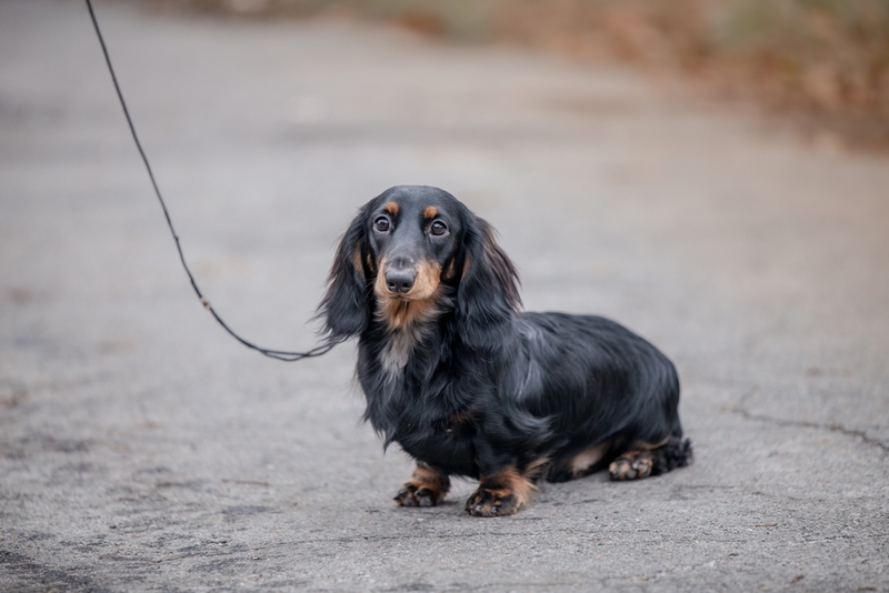 Такса – черная собака с коричневыми пятнами