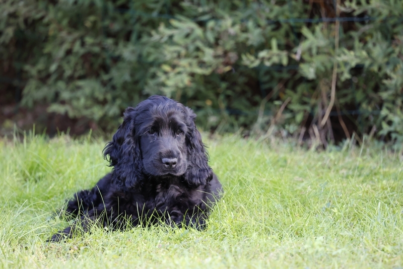 Щенок черного спаниеля на траве