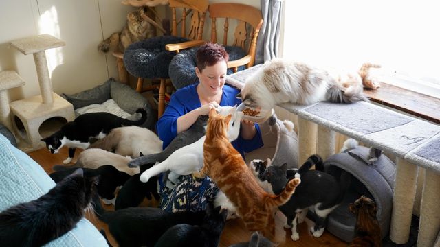 Зои и её кошки