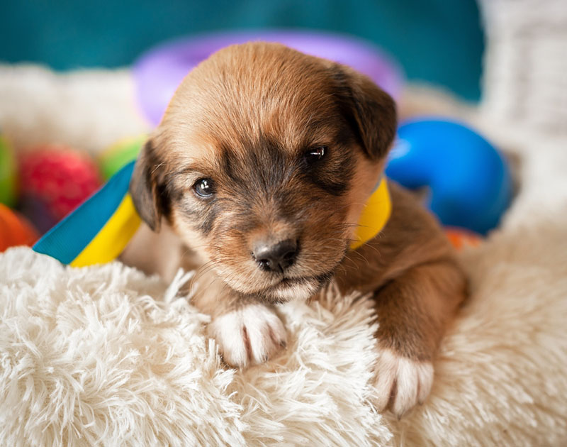 лето идеально подходит для заведения собаки