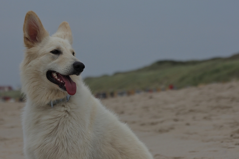 Окрас белых немецких овчарок связан с генами