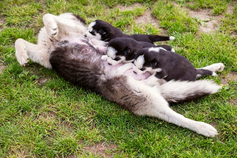 Собака не ест – почему у питомца плохой аппетит 🐶 и как ему помочь