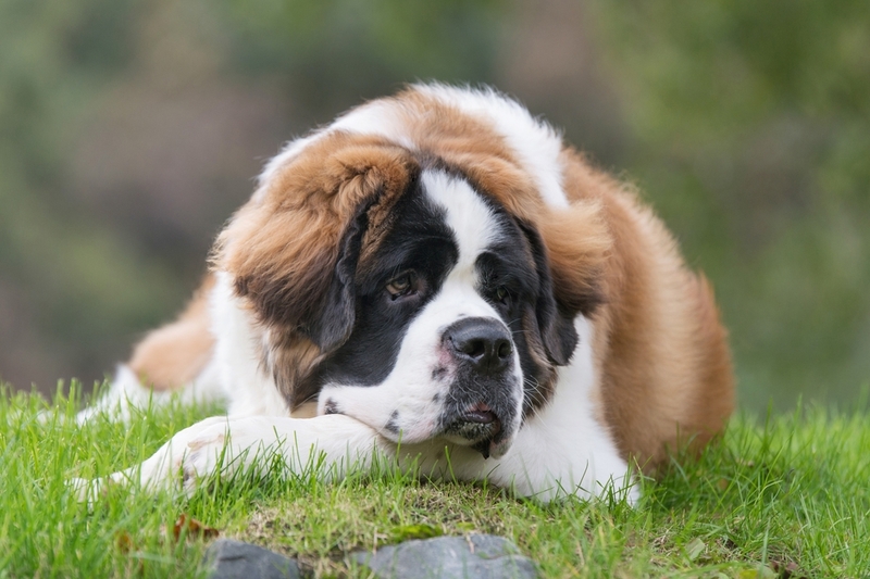 Большие и красивые собаки сенбернары — отличные спасатели