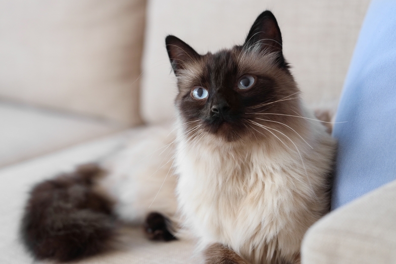 При синдроме Горнера кошке может потребоваться диета