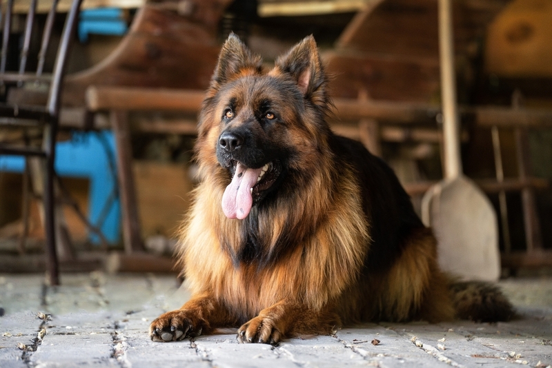 Перед вязкой немецких овчарок нужно познакомить